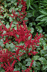 Burgundy Red Astilbe (Astilbe x arendsii 'Burgunderrot') at Golden Acre Home & Garden