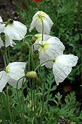 Summer Breeze White Poppy (Papaver 'Summer Breeze White') at Lakeshore Garden Centres