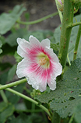 Halo Blush Hollyhock (Alcea rosea 'Halo Blush') at Peter Knippel Garden Centre