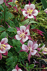 Songbird Robin Columbine (Aquilegia 'Robin') at Lakeshore Garden Centres