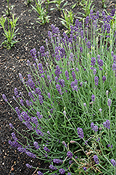 Oxford Gem Lavender (Lavandula angustifolia 'Oxford Gem') at Lakeshore Garden Centres
