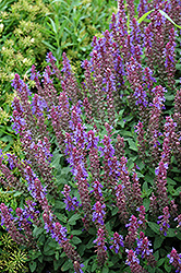 Sensation Sky Blue Meadow Sage (Salvia nemorosa 'Sensation Sky Blue') at Peter Knippel Garden Centre