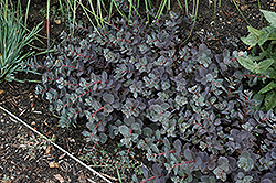 Sunset Cloud Stonecrop (Sedum 'Sunset Cloud') at Lakeshore Garden Centres