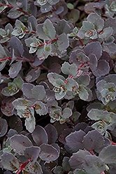 Sunset Cloud Stonecrop (Sedum 'Sunset Cloud') at Lakeshore Garden Centres