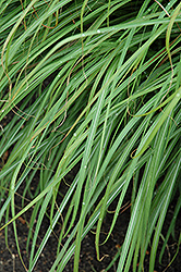 Huron Sunrise Maiden Grass (Miscanthus sinensis 'Huron Sunrise') at Peter Knippel Garden Centre