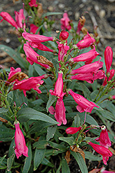 Pinacolada Red Beard Tongue (Penstemon barbatus 'Pinacolada Red') at Lakeshore Garden Centres