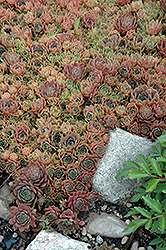Silverine Hens And Chicks (Sempervivum 'Silverine') at Lakeshore Garden Centres