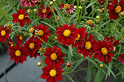 Mercury Rising Tickseed (Coreopsis 'Mercury Rising') at Lakeshore Garden Centres