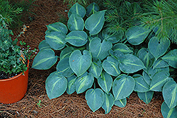 Touch Of Class Hosta (Hosta 'Touch Of Class') at A Very Successful Garden Center