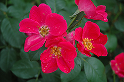 Pink Home Run Rose (Rosa 'Pink Home Run') at Lakeshore Garden Centres