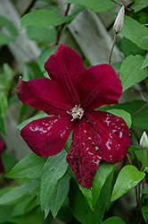 Red Cardinal Clematis (Clematis 'Red Cardinal') at Lakeshore Garden Centres