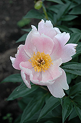 Soft Salmon Joy Peony (Paeonia 'Soft Salmon Joy') at Lakeshore Garden Centres