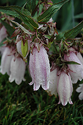 Plum Wine Bellflower (Campanula punctata 'Plum Wine') at Lakeshore Garden Centres
