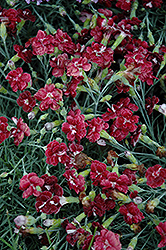 Black Cherry Wild Pinks (Dianthus 'Black Cherry Wild') at Lakeshore Garden Centres