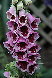 Sugar Plum Foxglove (Digitalis purpurea 'Sugar Plum') at Lakeshore Garden Centres