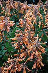Apricot Sprite Hyssop (Agastache aurantiaca 'Apricot Sprite') at Lakeshore Garden Centres
