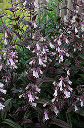 Dark Towers Beard Tongue (Penstemon 'Dark Towers') at Peter Knippel Garden Centre