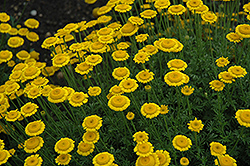 Charme Marguerite Daisy (Anthemis tinctoria 'Charme') at Lakeshore Garden Centres