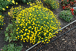 Charme Marguerite Daisy (Anthemis tinctoria 'Charme') at Lakeshore Garden Centres