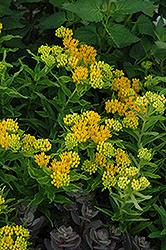 Hello Yellow Milkweed (Asclepias tuberosa 'Hello Yellow') at Golden Acre Home & Garden