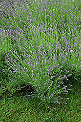 Essence Purple Lavender (Lavandula angustifolia 'Essence Purple') at Golden Acre Home & Garden