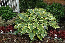 Shadowland Seducer Hosta (Hosta 'Seducer') at Mainescape Nursery