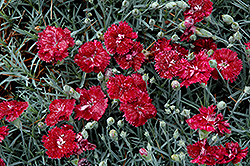 Pomegranate Kiss Pinks (Dianthus 'Pomegranate Kiss') at Lakeshore Garden Centres