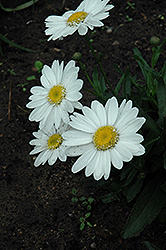 Highland White Dream Shasta Daisy (Leucanthemum x superbum 'Highland White Dream') at The Mustard Seed