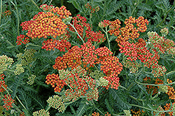 Fireland Yarrow (Achillea millefolium 'Fireland') at Lakeshore Garden Centres