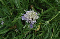 Perfecta Blue Pincushion Flower (Scabiosa caucasica 'Perfecta Blue') at Lakeshore Garden Centres
