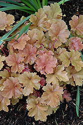 Christa Coral Bells (Heuchera 'Christa') at Lakeshore Garden Centres