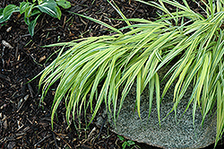 Naomi Hakone Grass (Hakonechloa macra 'Naomi') at Lakeshore Garden Centres