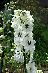 Black Eyed Angels Larkspur (Delphinium 'Black Eyed Angels') at Peter Knippel Garden Centre
