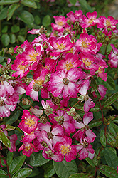 Oso Happy Smoothie Rose (Rosa 'ZLECharlie') at Lakeshore Garden Centres