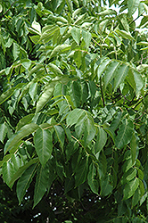 Korean Evodia (Tetradium daniellii) at Lakeshore Garden Centres