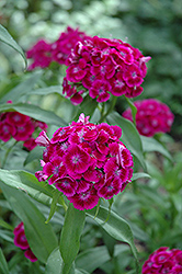 Purple Sweet William (Dianthus barbatus 'Purple') at Lakeshore Garden Centres
