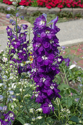 Purple Passion Larkspur (Delphinium 'Purple Passion') at Golden Acre Home & Garden