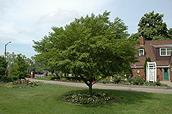Fragrant Snowbell (Styrax obassia) at Lakeshore Garden Centres