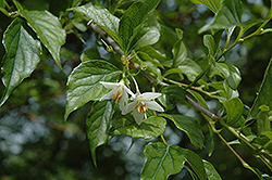 Fragrant Snowbell (Styrax obassia) at Lakeshore Garden Centres