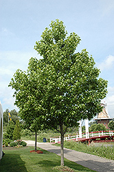 Moraine Sweet Gum (Liquidambar styraciflua 'Moraine') at Lakeshore Garden Centres