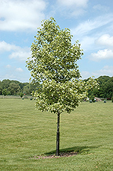 Variegated Sweet Gum (Liquidambar styraciflua 'Variegata') at Lakeshore Garden Centres