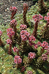 Pilioseum Hens And Chicks (Sempervivum 'Pilioseum') at Lakeshore Garden Centres