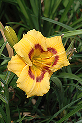 Kokomo Sunset Daylily (Hemerocallis 'TP 06-02') at Lakeshore Garden Centres