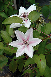 The Countess Of Wessex Clematis (Clematis 'Evipo073') at Peter Knippel Garden Centre
