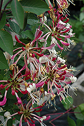 Late Dutch Honeysuckle (Lonicera periclymenum 'Serotina') at Lakeshore Garden Centres