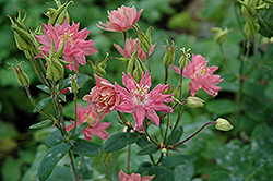 Clematis-Flowered Columbine (Aquilegia vulgaris 'Clementine Salmon Rose') at Lakeshore Garden Centres
