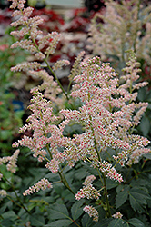 Hip Hop Astilbe (Astilbe 'Hip Hop') at Lakeshore Garden Centres
