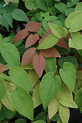 Queen Esta Bishop's Hat (Epimedium grandiflorum 'Queen Esta') at Lakeshore Garden Centres