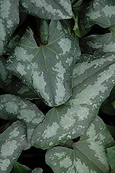 Quicksilver Asian Wild Ginger (Asarum splendens 'Quicksilver') at Lakeshore Garden Centres