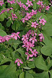 Pink Wood Sorrel (Oxalis crassipes 'Rosea') at A Very Successful Garden Center